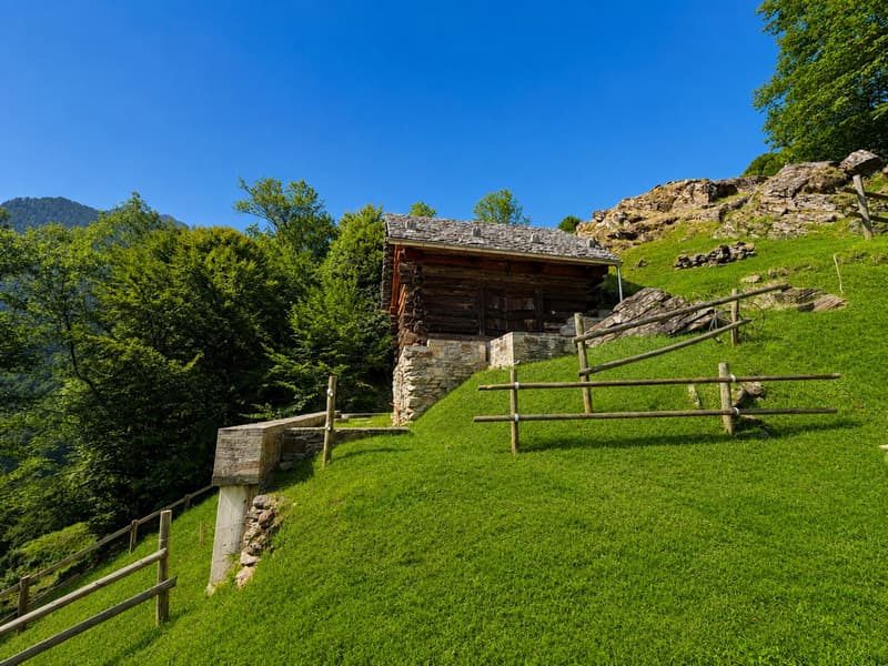Rustico im Wald - Zweitwohnsitz - Mogno, LavizzaraTal (11)