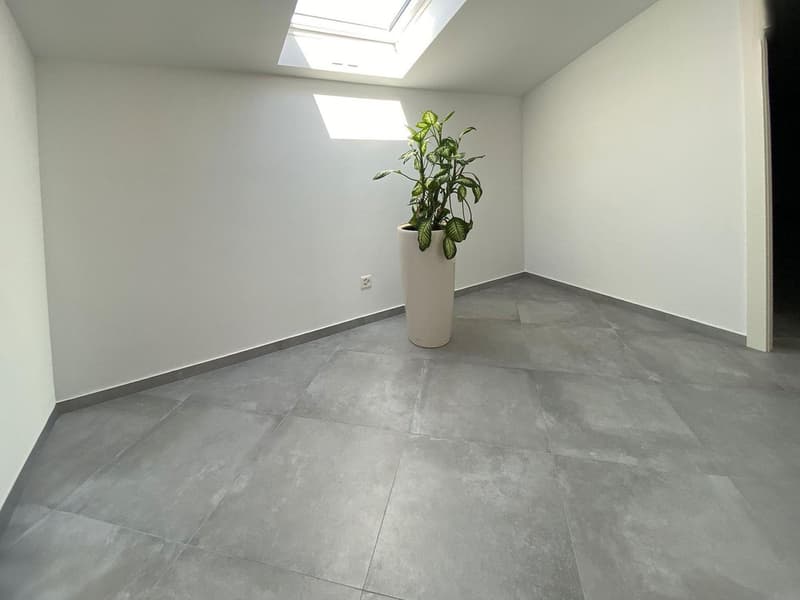 empty room, white walls, gray floor, skylight, potted plant