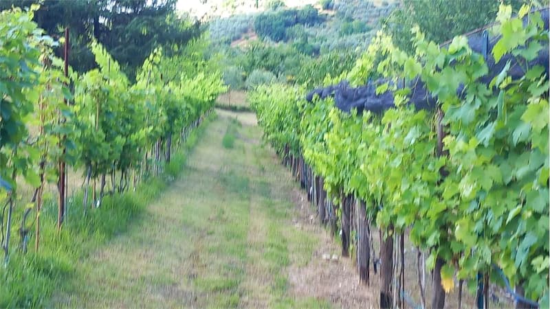 CASA INDIPENDENTE A BARBERINO - CHIANTI (5)