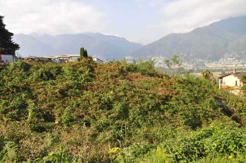 hillside garden with dense greenery, purple flowers, clear blue sky, distant mountains, construction site