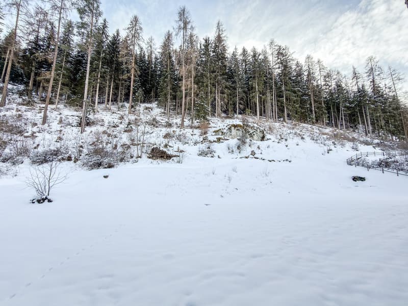Open field with trees, a forest, and a lot of snow