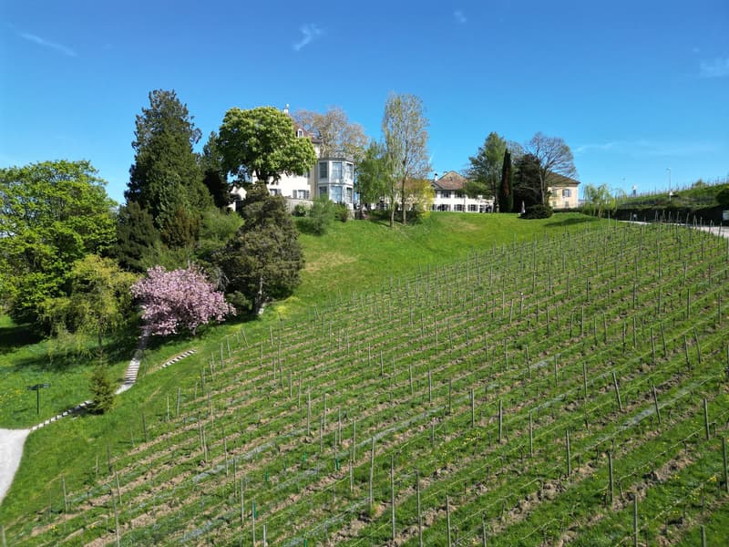 The image shows a scenic vineyard landscape with rows of grape vines covering a hillside. In the background, there is a large, multi-story building with a tower, surrounded by lush greenery and trees. The scene has a picturesque, pastoral feel with the co