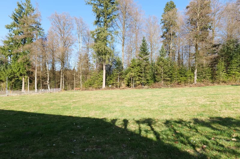 large grassy field, trees, clear blue sky