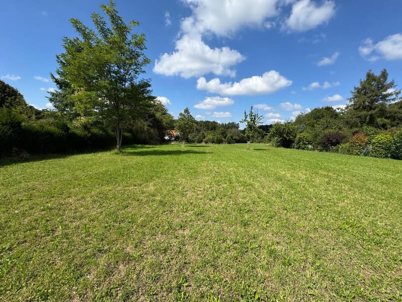 large green grassy field, several trees and bushes
