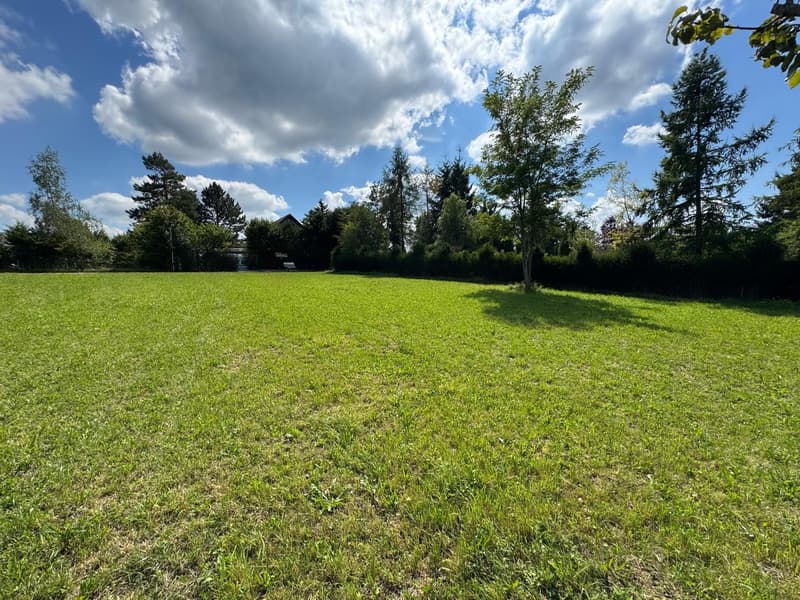 wide green grassy field, several trees in the background, clear blue sky with some clouds