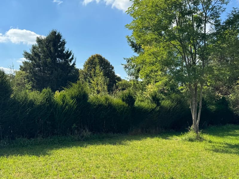 Wide grassy area, hedges, trees in the background, clear blue sky.