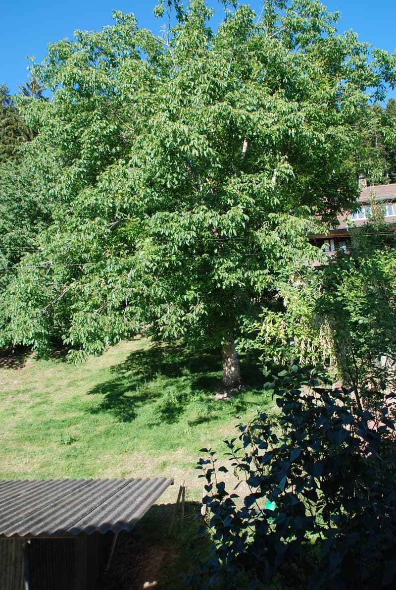 Wohnhaus mit Gewerbetrakt (13)