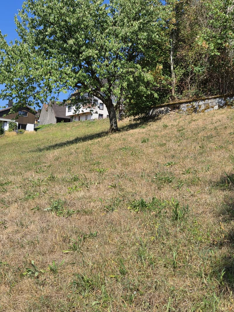 Charmantes Bauernhaus mit grosszügigem Bauland und viel Potenzial (3)