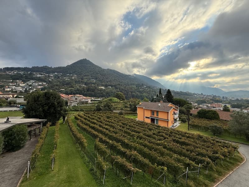 Bel 4.5 loc. in comodissima posizione tranquilla con vista sulle vigne (5)