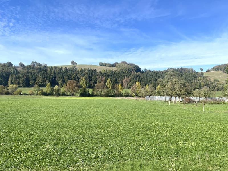 Ausblick ins Grüne