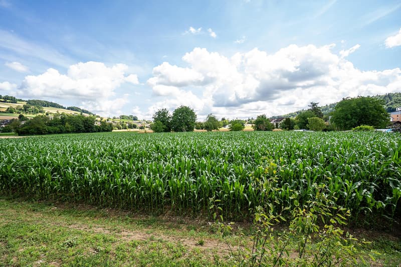 Gut begehbarer Lagerraum in Reinach AG (7)