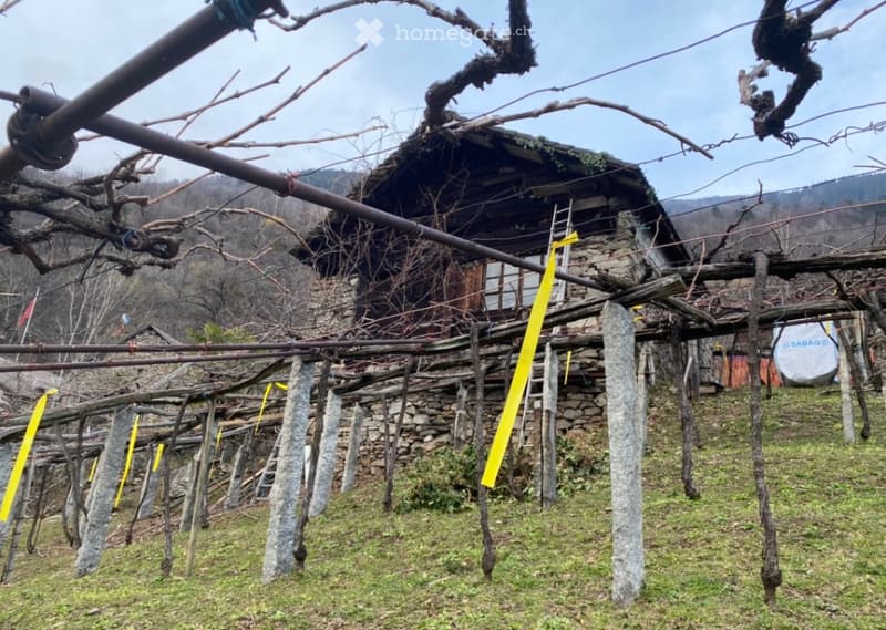 Maison de vigne et propriété rustique à vendre (4)