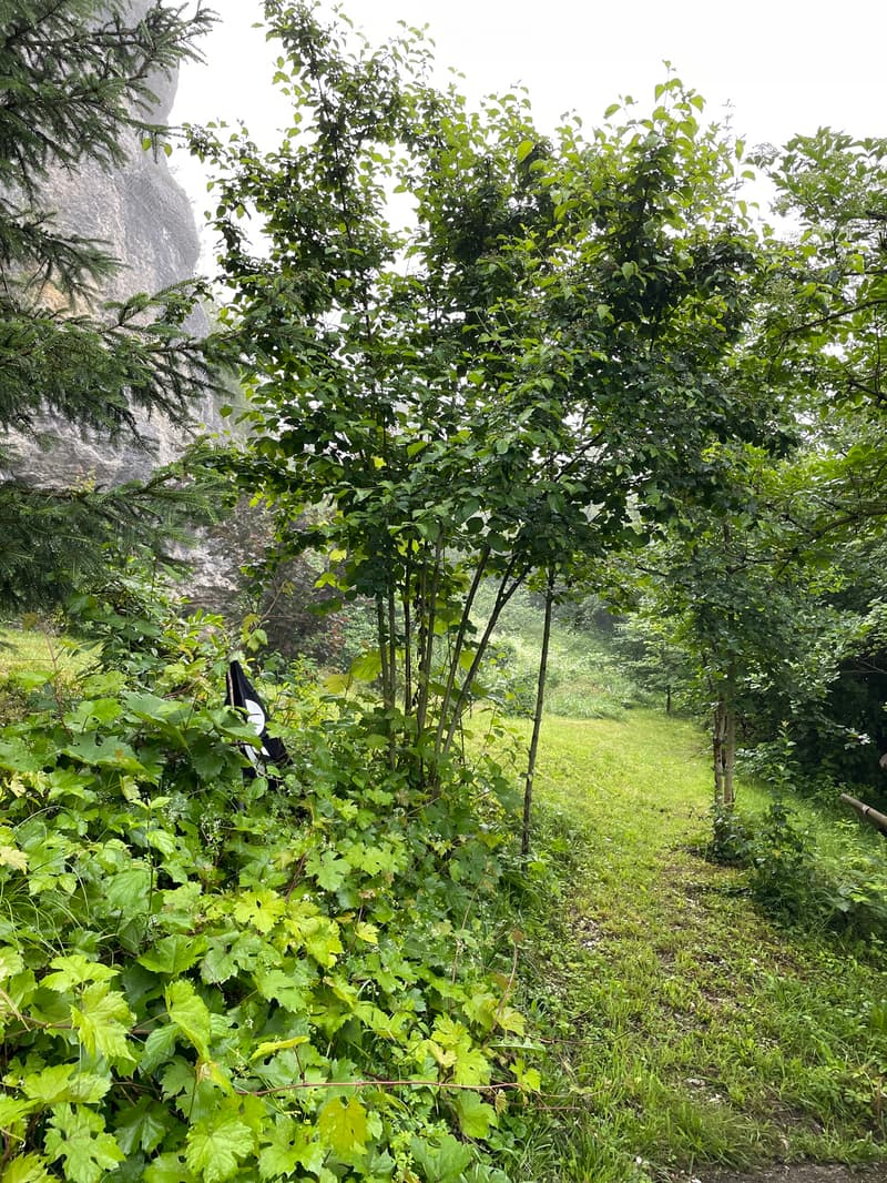 EFH mit großem Garten, Schopf und Stall (2)