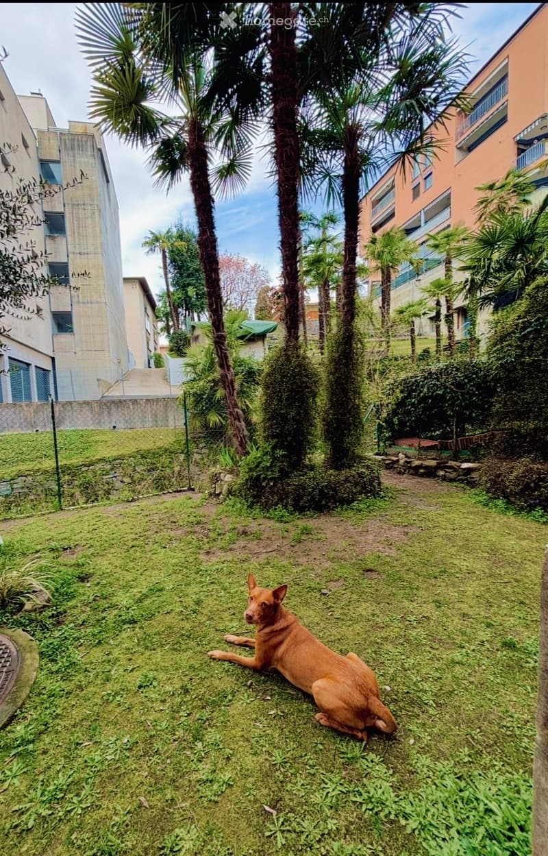 2 locali con giardino privato e grande terrazza coperta (4)