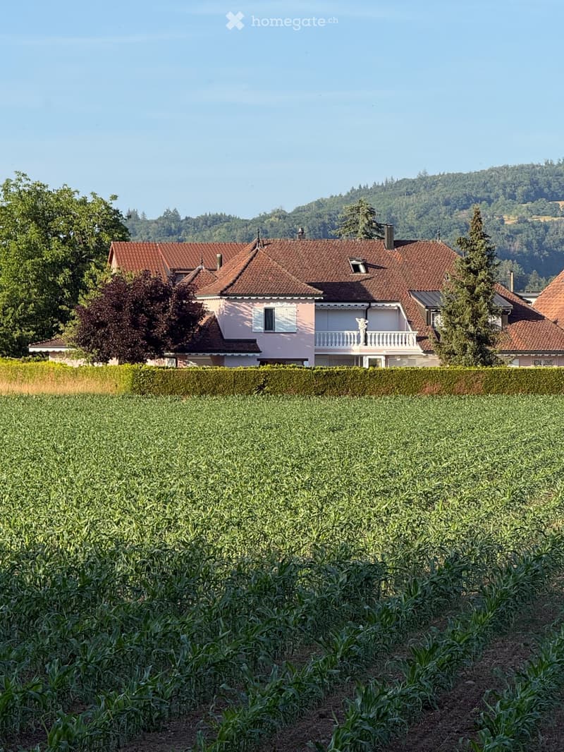 Schönes Studio zu vermieten (1)