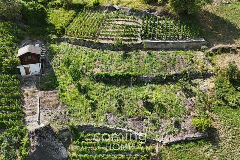 Parcelle viticole avec maison vigneronne à Stalden - Viticulture dans la vallée de Viège (3)