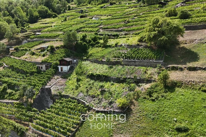 Parcelle viticole avec maison vigneronne à Stalden - Viticulture dans la vallée de Viège (2)