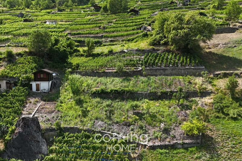 Parcelle viticole avec maison vigneronne à Stalden - Viticulture dans la vallée de Viège (4)