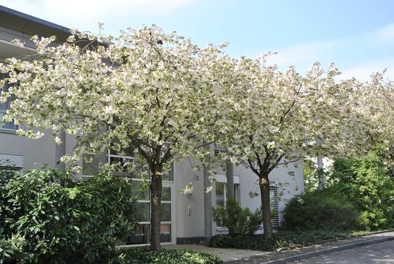 Charmante 2.5-Zimmer-Wohnung mit Sitzplatz in Zürich Hottingen (8)