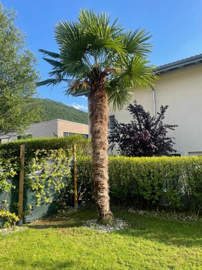 5.5 Zimmer Doppeleinfamilienhaus mit 2 EHP Inklusiv (13)