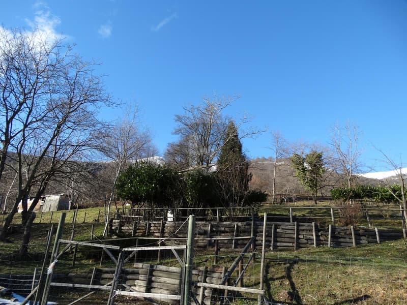 PRATO PER CAVALLI (2)