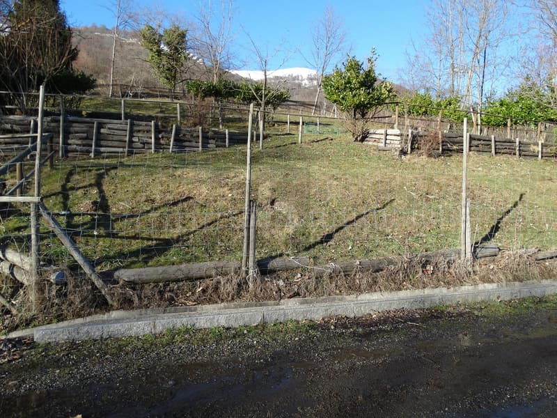 PRATO PER CAVALLI (4)