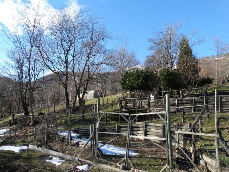 PRATO PER CAVALLI (5)