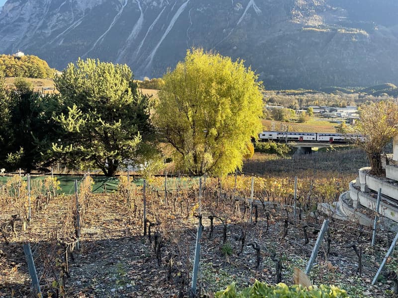 IN MITTEN MALERISCHER WEINBERGE (1)