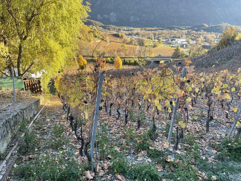 IN MITTEN MALERISCHER WEINBERGE (4)