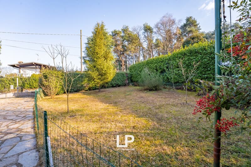 open lawn, garden surrounded by hedges, small path, small bush