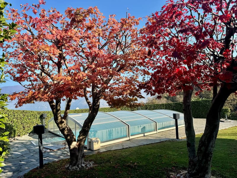 The image shows a backyard or outdoor area with a swimming pool covered by a glass enclosure. There are several Japanese maple trees with vibrant red and orange fall foliage surrounding the pool area. The trees provide a beautiful natural backdrop to the
