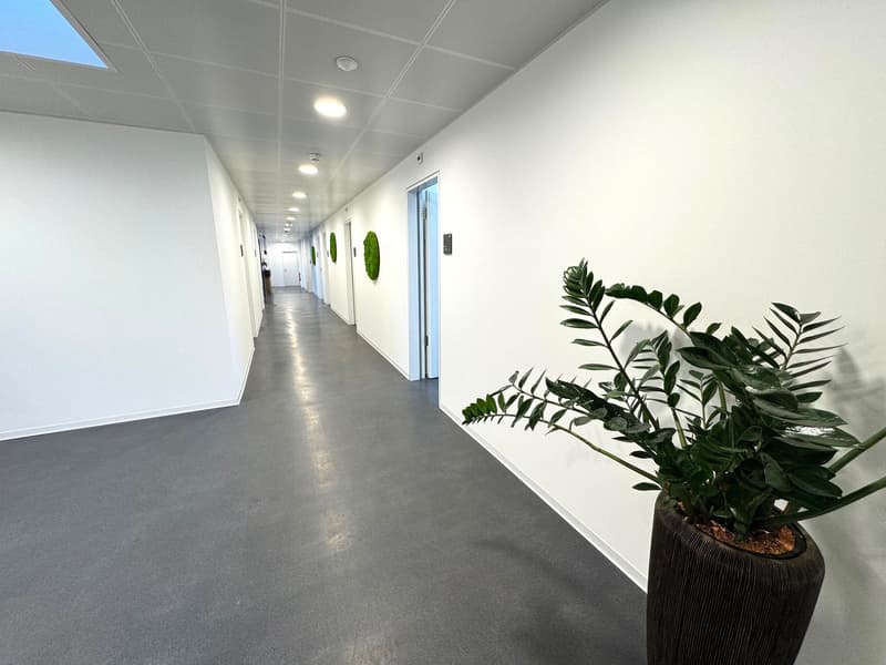 The image shows a long, well-lit office hallway with white walls, a gray concrete floor, and recessed lighting in the ceiling. There are several doors lining the hallway, and a potted plant with large green leaves is placed on a stand against the wall.