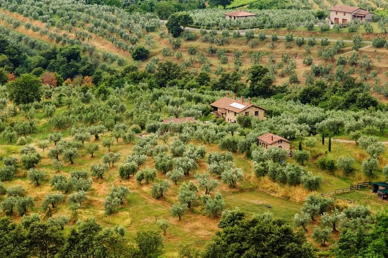 Charmante Landwirtschaftliche Liegenschaft mit Olivenhain in Sonnino (Lazio, Italien) (5)