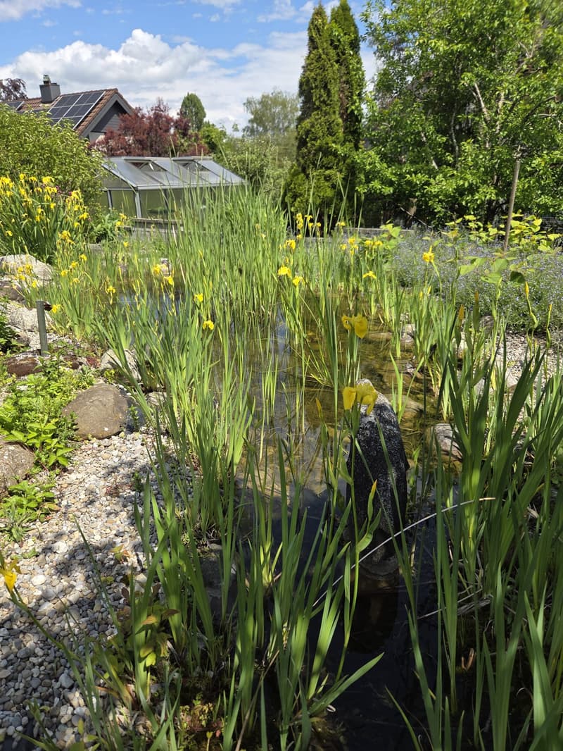 Freistehendes 6.5-Zimmer-Einfamilienhaus mit Wintergarten in Schalunen (3)