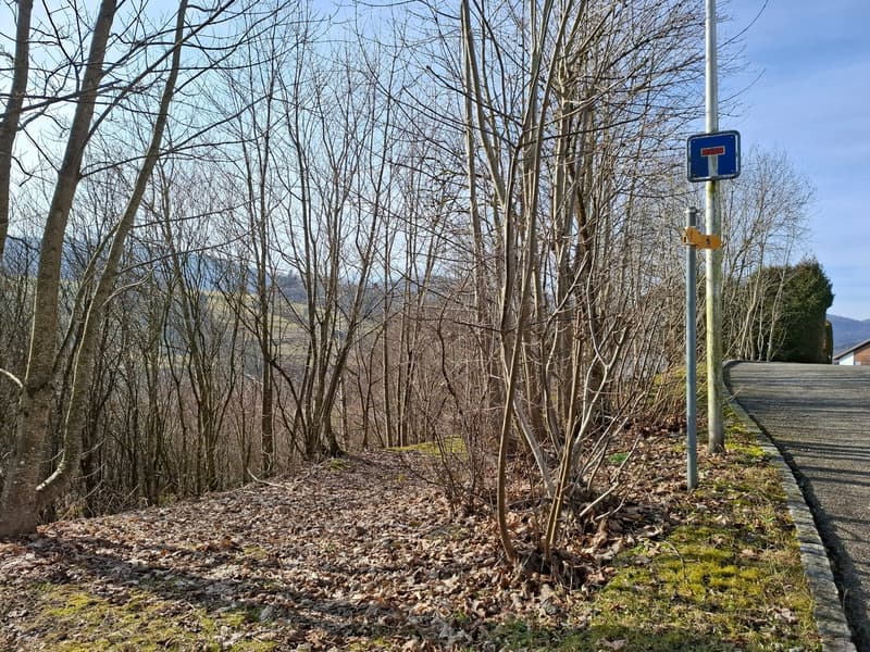 sloped ground with trees and plants, street