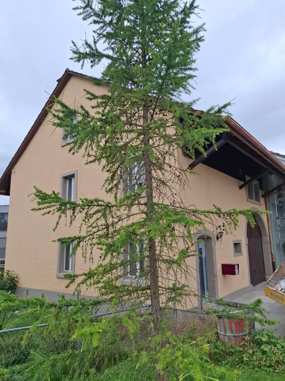 Charmantes Reiheneinfamilienhaus in Küttigen – Historischer Charme trifft moderne Renovation 15