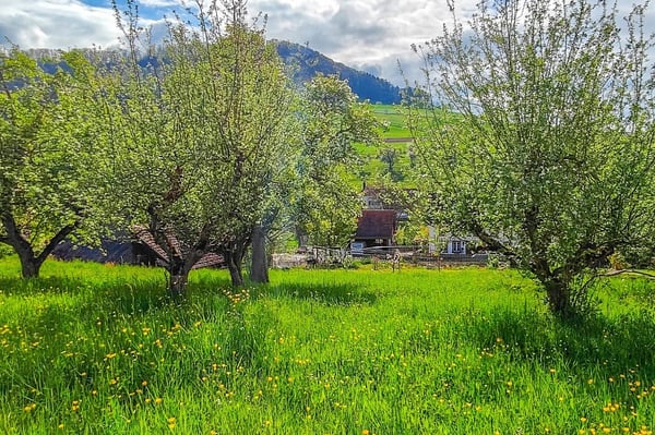Attraktives Baugrundstück in Hottwil sonnige Westhanglage mit attraktiver Aussicht 3
