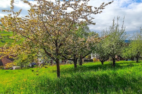 Attraktives Baugrundstück in Hottwil sonnige Westhanglage mit attraktiver Aussicht 7
