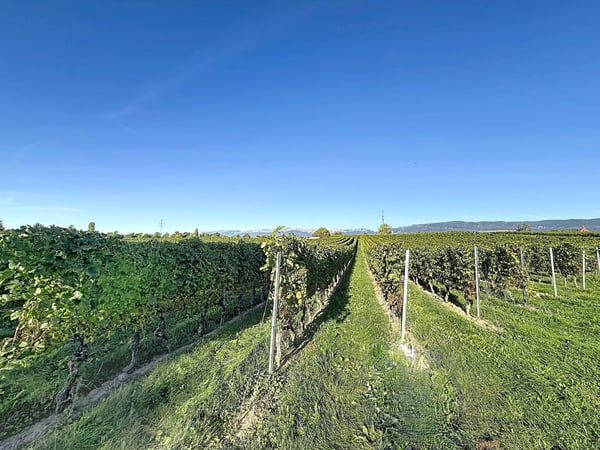 Villa familiale avec grand jardin ? Founex 2
