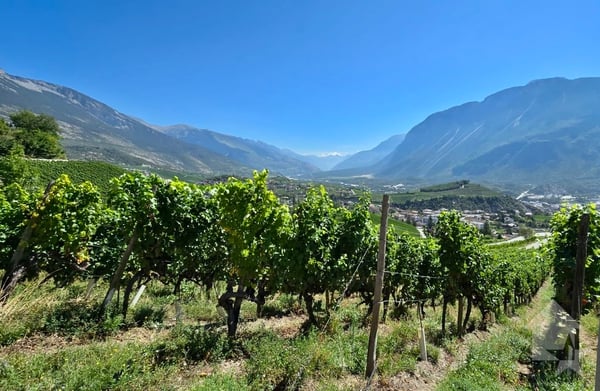Promotion de 2 villas mitoyennes de 4.5 pces au calme, vue panoramique 5