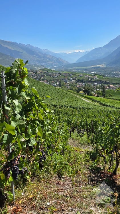 Promotion de 2 villas mitoyennes de 4.5 pces au calme, vue panoramique 6