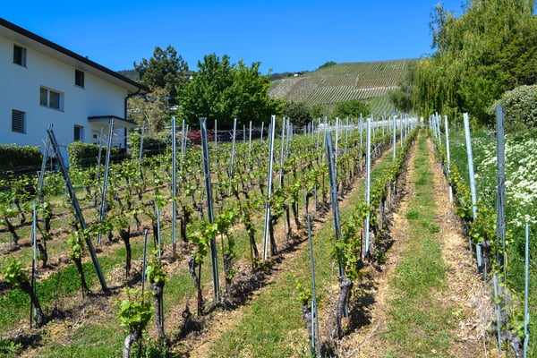 Magnifique parcelle surplombant Sierre dans zone villa de 1'099 m2 8