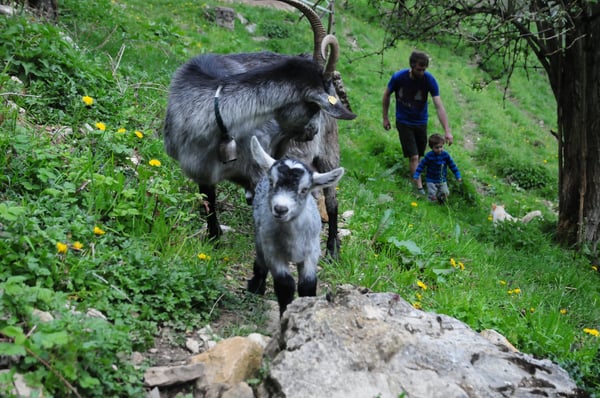 Cherche colocataire, ancienne ferme avec chèvres et équidés 4