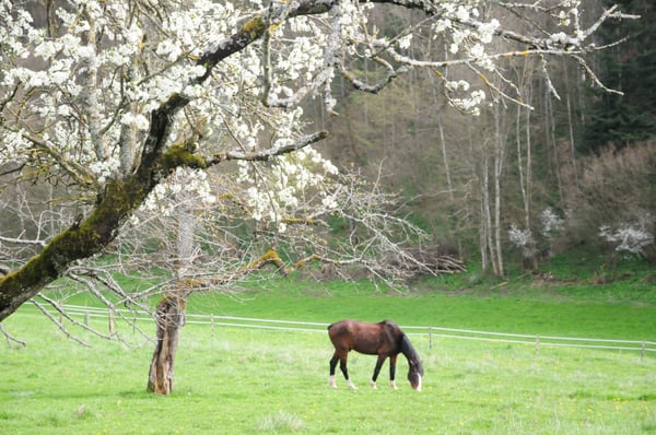 Cherche colocataire, ancienne ferme avec chèvres et équidés 5