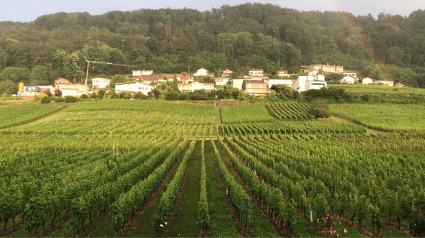 Appartement 1.5 à Cheyres 2