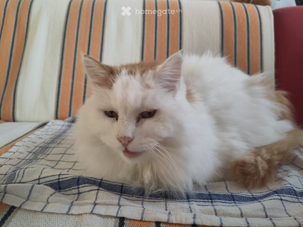 2,5 p. à sous-louer septembre et à partager avec notre chat 4