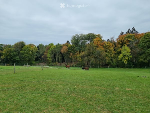 2 familles cherchent maison/ferme/appart + place chevaux 2
