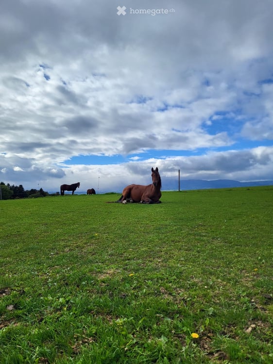 Cherche à louer maison/appartement + stab chevaux 15