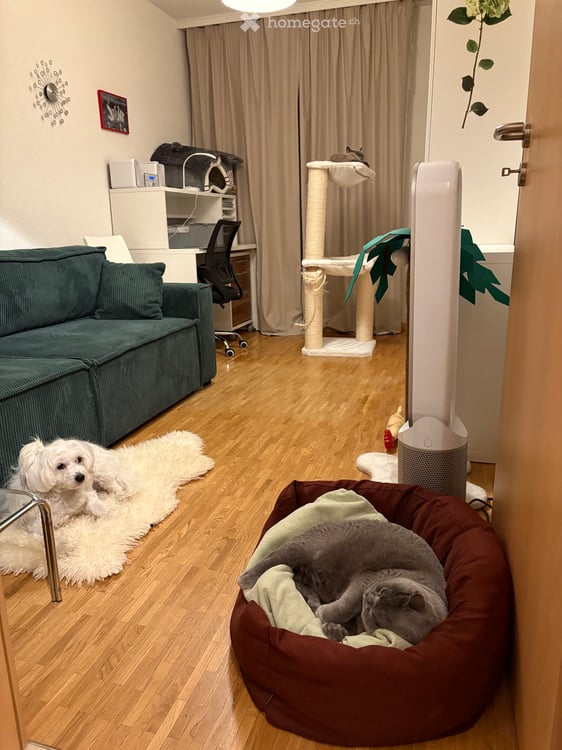 Chambre à louer dans un trois pièces avec chien et chats 5