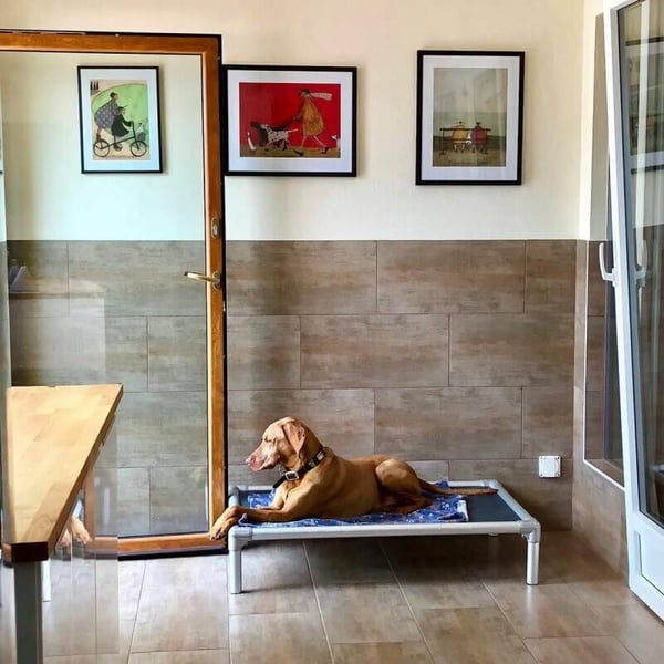 Pension canine 8